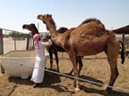 Middle East respiratory syndrome coronavirus (MERS-Cov) prevention and control in Doha. Doha camel market, Qatar
